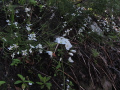 Heliophila meyeri