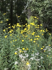 Helianthus simulans