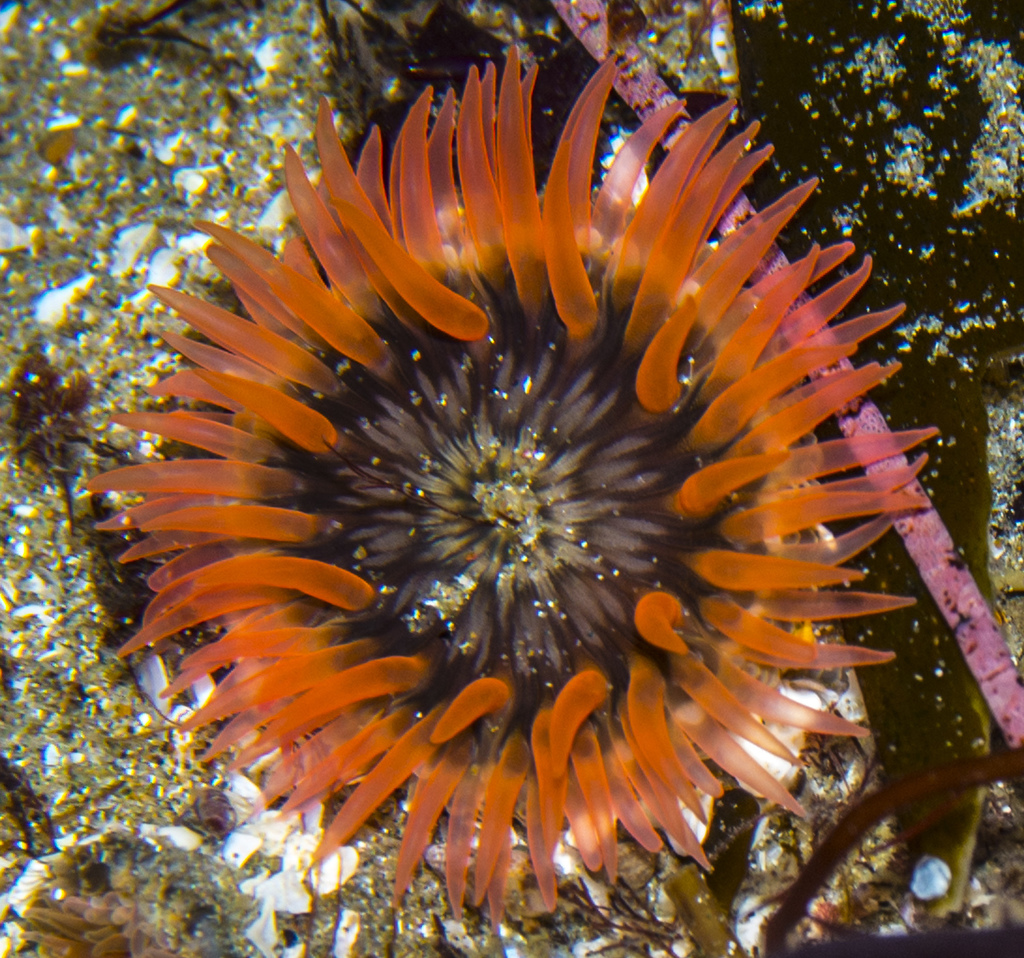 Anthopleura
