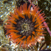 Anthopleura - Photo (c) Jerry Kirkhart, some rights reserved (CC BY)