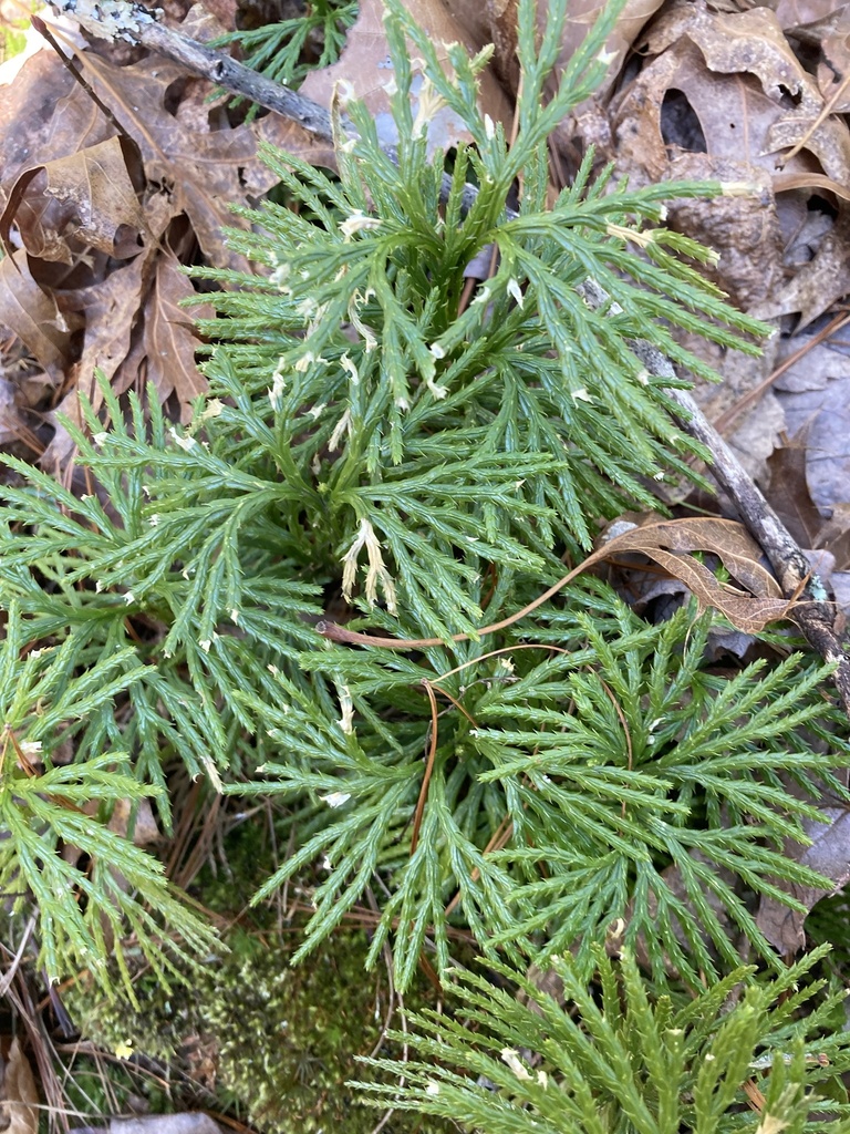 fan clubmoss from Cherokee National Forest, Johnson City, TN, US on
