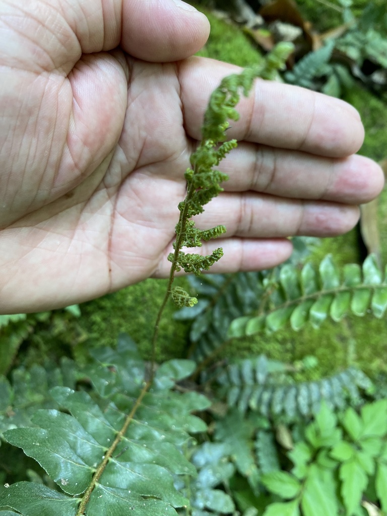 Anemia collina