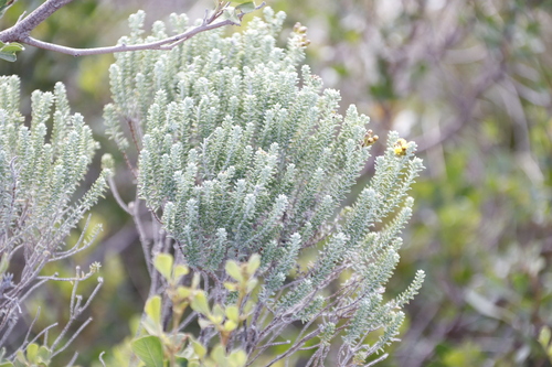 Image of Oedera garnotii by (c) Tony Rebelo, some rights reserved (CC BY-SA)