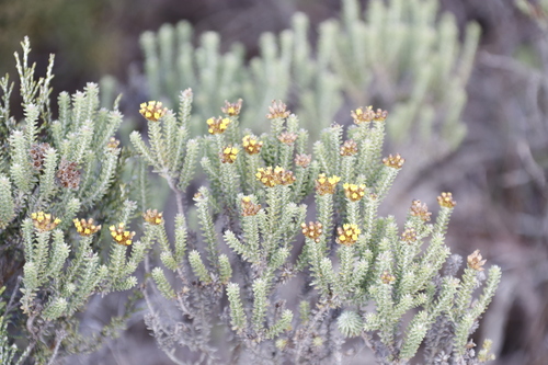Image of Oedera garnotii by (c) Tony Rebelo, some rights reserved (CC BY-SA)