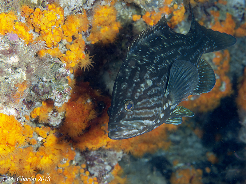 Photo of Mottled grouper (Mycteroperca rubra)