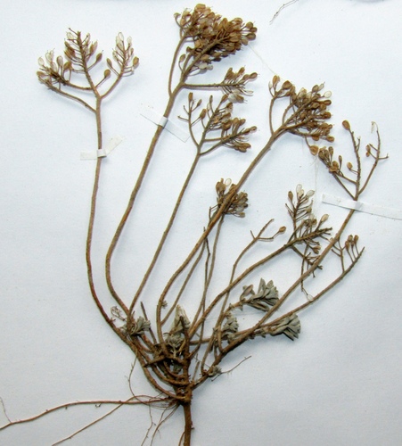 Odontarrhena obtusifolia, photograph 4