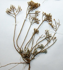 Odontarrhena obtusifolia, photograph Oleksandr Shynder, CC BY, iNaturalist via GBIF