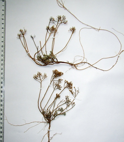 Odontarrhena obtusifolia, photograph 6