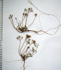 Odontarrhena obtusifolia, photograph Oleksandr Shynder, CC BY, iNaturalist via GBIF