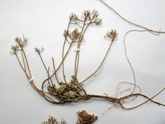 Odontarrhena obtusifolia, photograph Oleksandr Shynder, CC BY, iNaturalist via GBIF