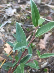 Salix repens