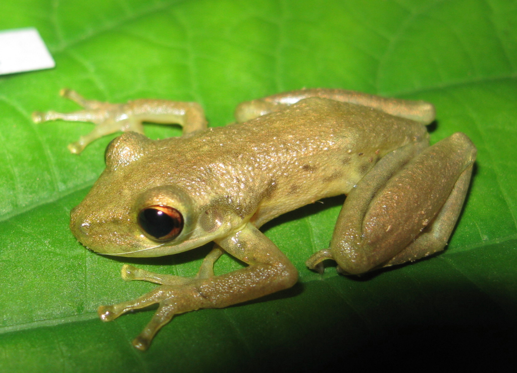 Olive Snouted-Treefrog (Anfibios de (Amphibian of) Montería, Córdoba ...