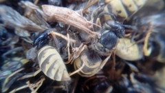 Vespula vulgaris