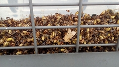 Vespula vulgaris