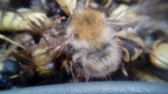 Bombus