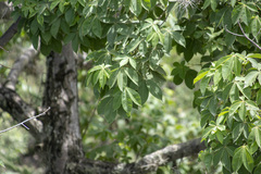 Cotton Tree (Eriotheca)
