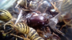 Coleoptera