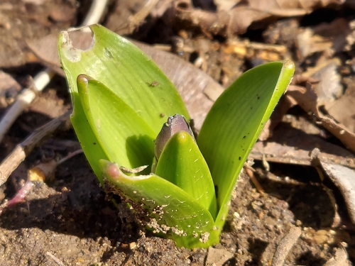 Rytinis hiacintas nuotrauka