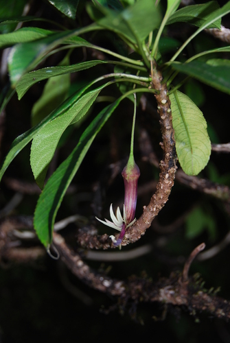 Clermontia grandiflora observed 2013-08-22