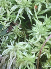 Sphagnum denticulatum