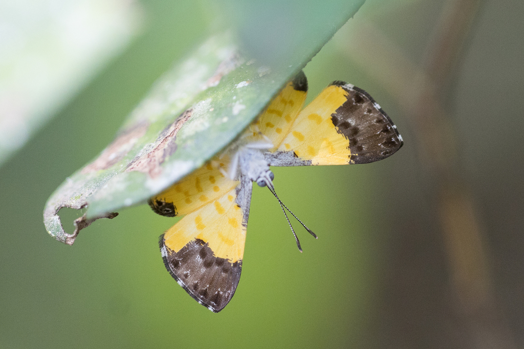 Adelotypa bolena