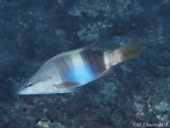 Serranus papilionaceus