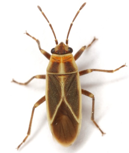 Ochrimnus mimulus (Stal, 1874)