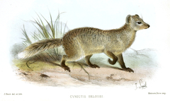 Selous's Mongoose photo 4