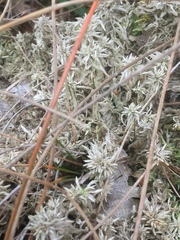 Sphagnum cuspidatum