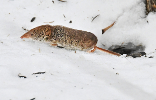 Masked Shrew, photo 4 of 10