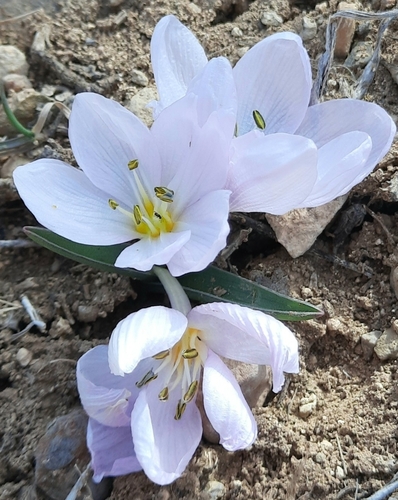 Image of Colchicum triphyllum by (c) Abdenour Kheloufi, some rights reserved (CC BY)