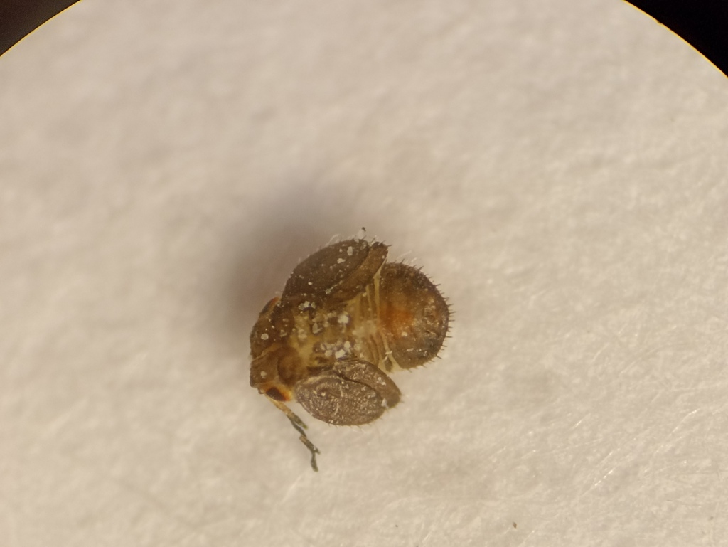 Megagonoscena