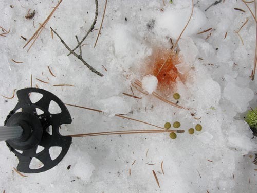 iNaturalist observation photo of Snowshoe Hare