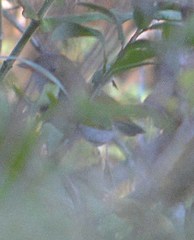Catharus aurantiirostris