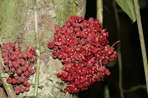 Theobroma speciosum (Theobroma speciosum)
