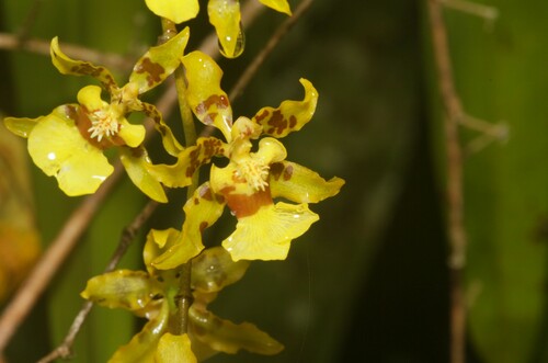 Oncidium baueri, photograph 5