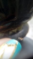 Araneae