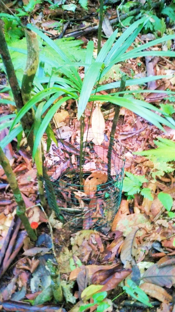 Calamus draco