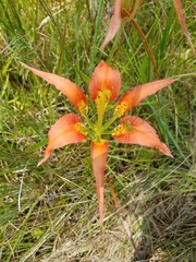 Lilium catesbaei image
