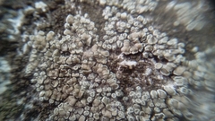 Fungi