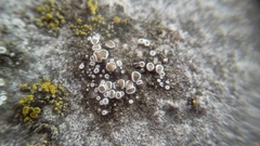 Fungi
