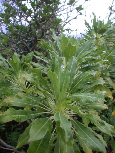 Clermontia pallida observed 2005-05-28
