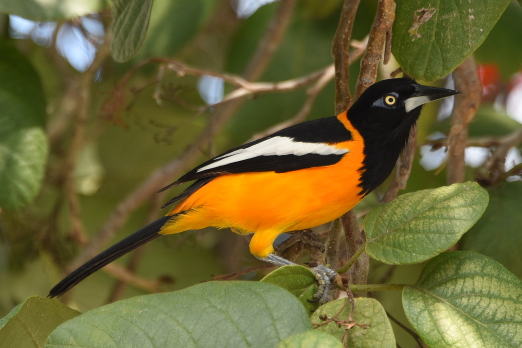 Venezuelan Troupial photo