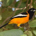Venezuelan Troupial - Photo (c) stephoto, some rights reserved (CC BY-NC)