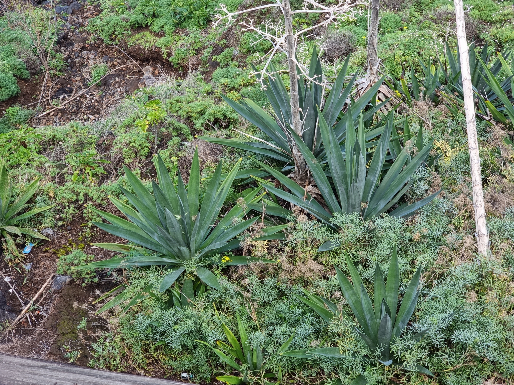 Sisal blanco