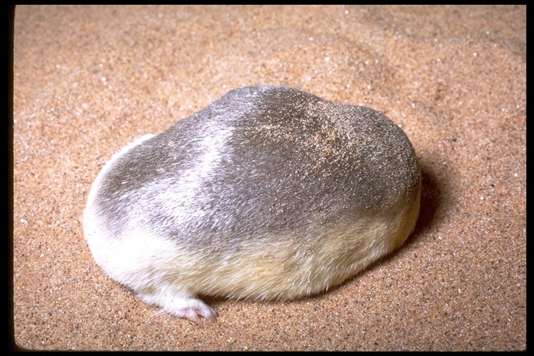 Eremitalpa