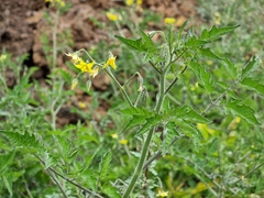 Solanum lycopersicum image