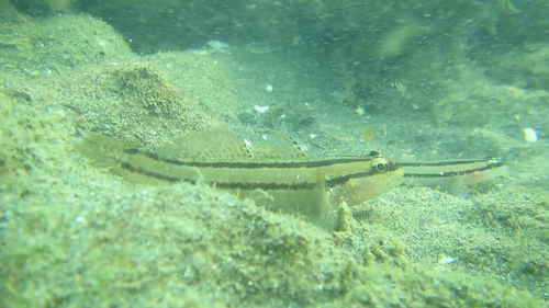 Kameleon-grondel (Tridentiger trigonocephalus) — Gobiidae — 2