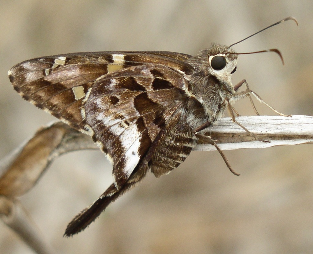 White-crescent Longtail