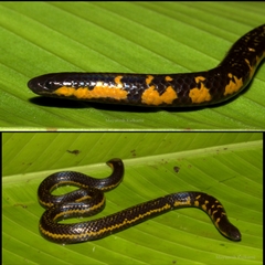 Bicatenate Uropeltis photo 1